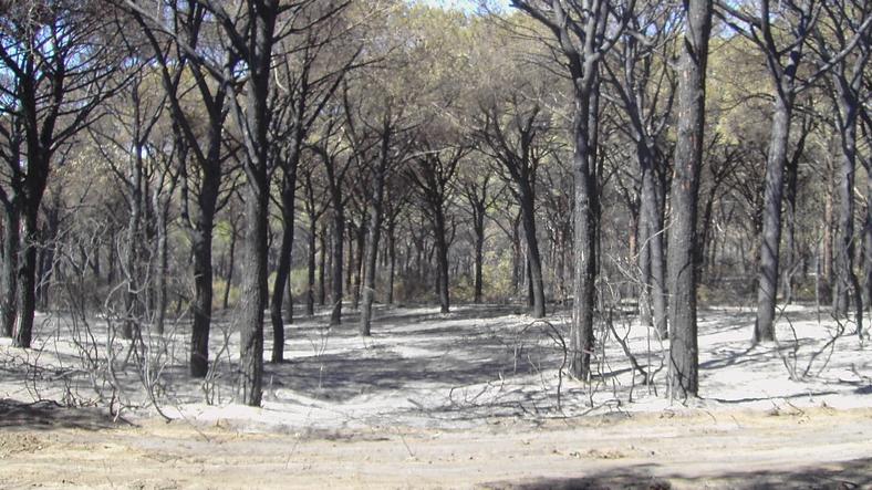 Le immagini spettrali dei pini inceneriti dall’incendio del 18 agosto 2012