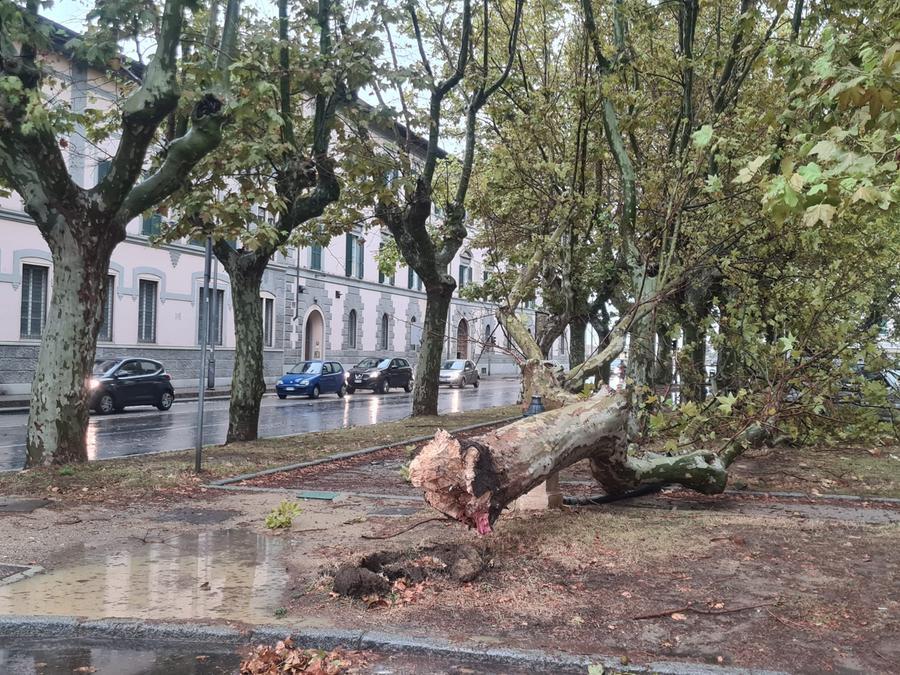 
	Un pino crollato in piazza Mazzini (foto Daniele Stefanini/Silvi)

