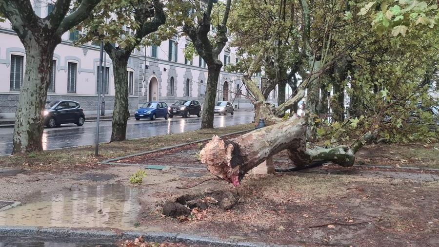 Un pino crollato in piazza Mazzini (foto Daniele Stefanini/Silvi)