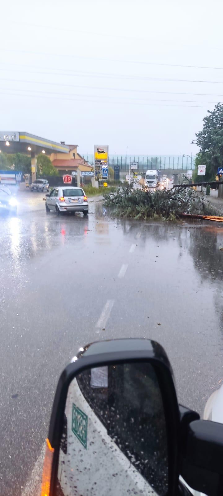 
	L'albero caduto vicino al Delta Florence (foto Binoy Toroucly)

