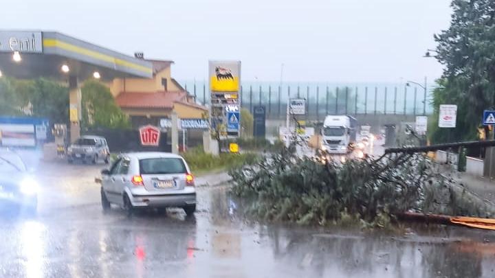 L'albero caduto vicino al Delta Florence (foto Binoy Toroucly)