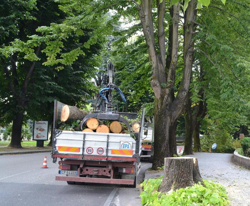 La rimozione di un albero tagliato lungo viale Carlo Del Prete