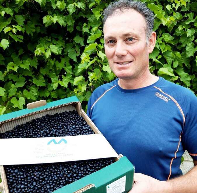 Fanano. Il mirtillo vale oro: produzione scarsa, prezzi alle stelle ma da oggi si fa festa 
