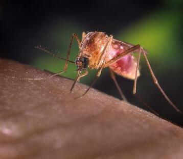 West Nile, scacco alle infezioni Interventi nelle case di riposo