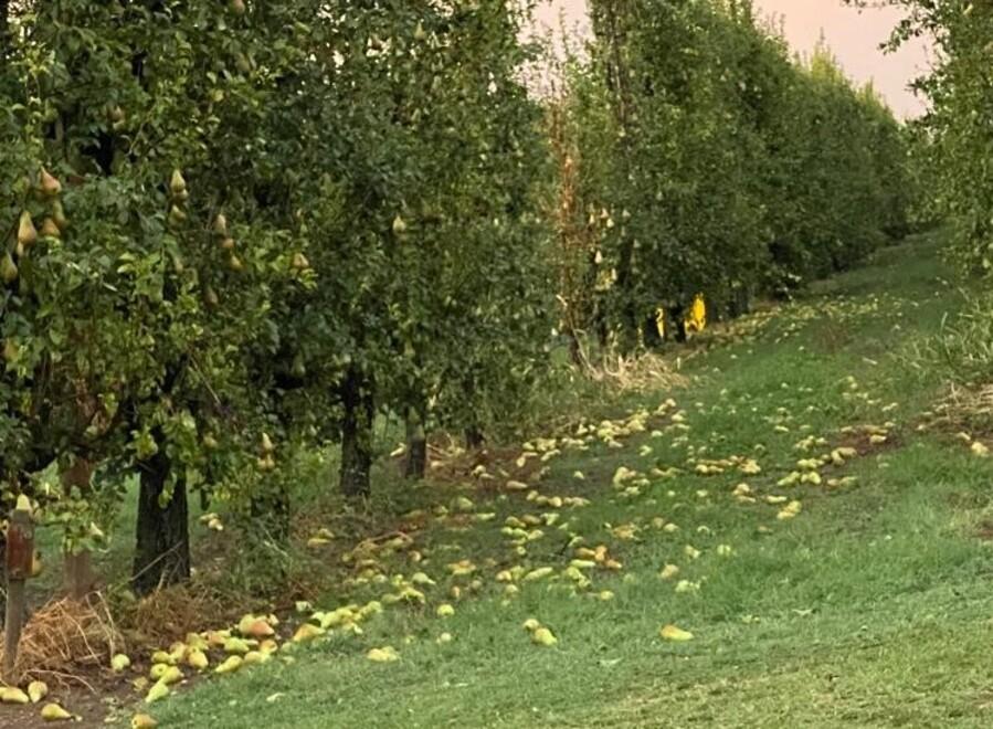 Bassa Modenese Vigneti ribaltati e mais difficile da mietere 