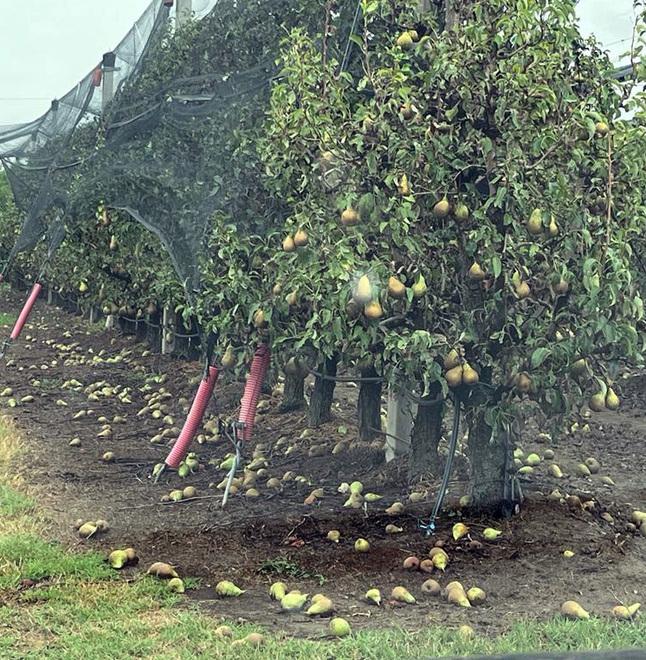 Dopo la siccità, il maltempo. Nel Ferrarese mais ko e frutta caduta: agricoltura in ginocchio 
