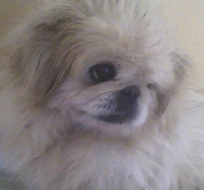 «Mi hanno rubato il cane» appello per ritrovare Gaia