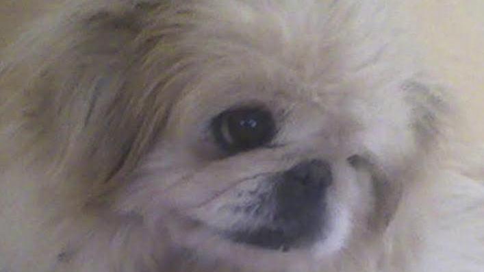 «Mi hanno rubato il cane» appello per ritrovare Gaia