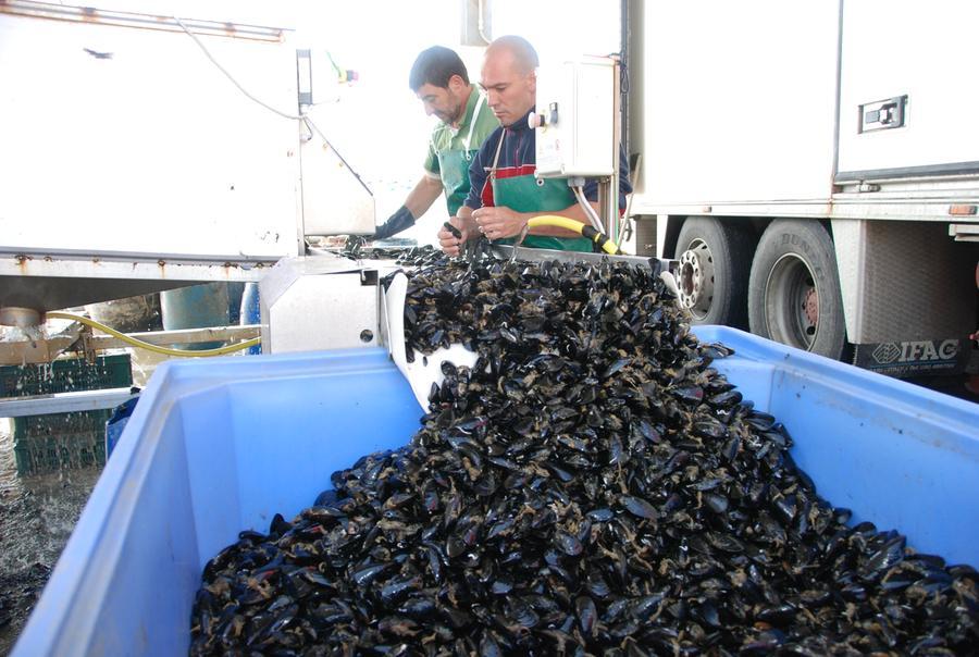 Cozze Mitili frutti di mare