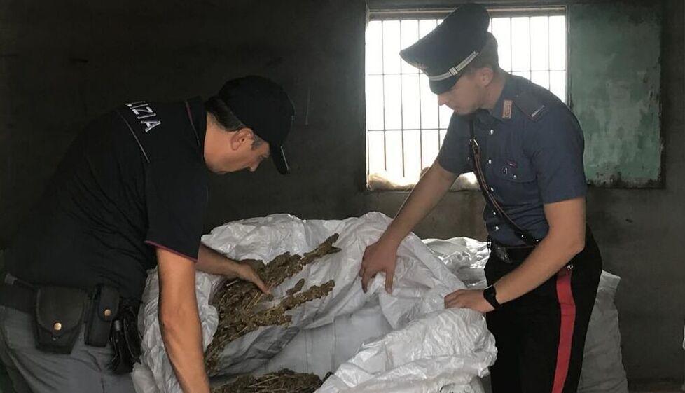 Nel casolare 550 chili di cannabis, arrestato un agricoltore di 25 anni di Fonni