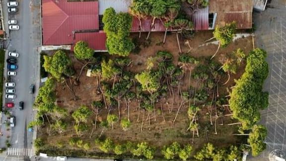 Maltempo, l’esperto: «Alberi, il pericolo nella bufera: il verde delle città va ripensato»