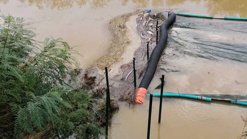 Pesci morti nel Padule di Fucecchio accanto al nuovo sistema di ossigenazione supplementare installato il mese scorso in via sperimentale a Torre