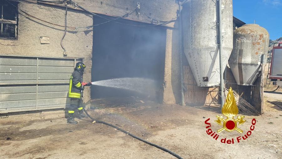 Fiamme in un’azienda agricola a Mores, molti vitelli in salvo