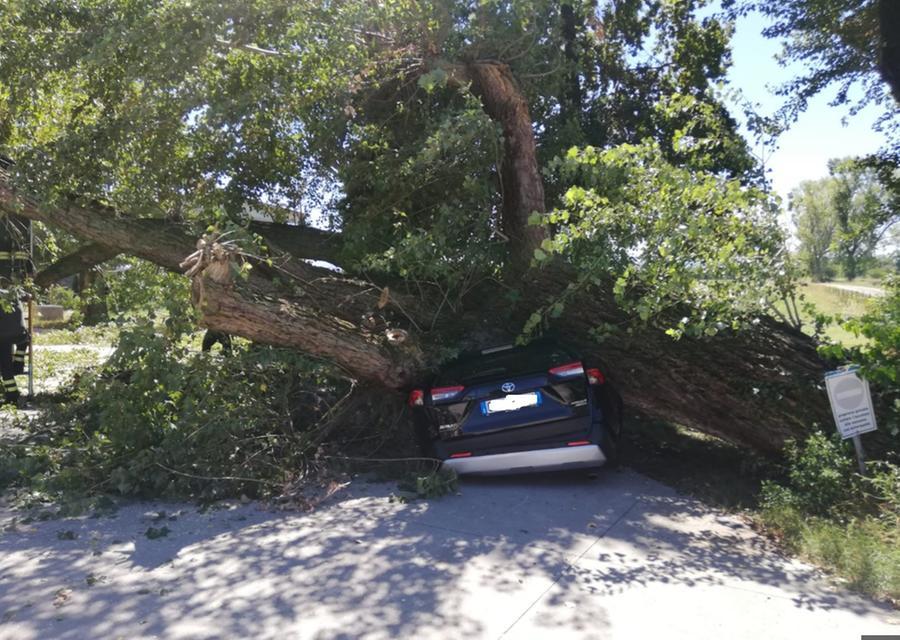 Reggio Emilia: parcheggia l’auto e subito dopo un albero cade e la distrugge