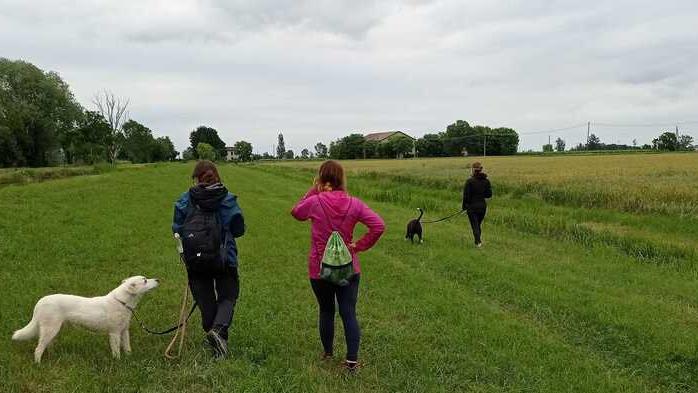 Le città si svuotano, i canili no. A Novellara la bella eccezione
