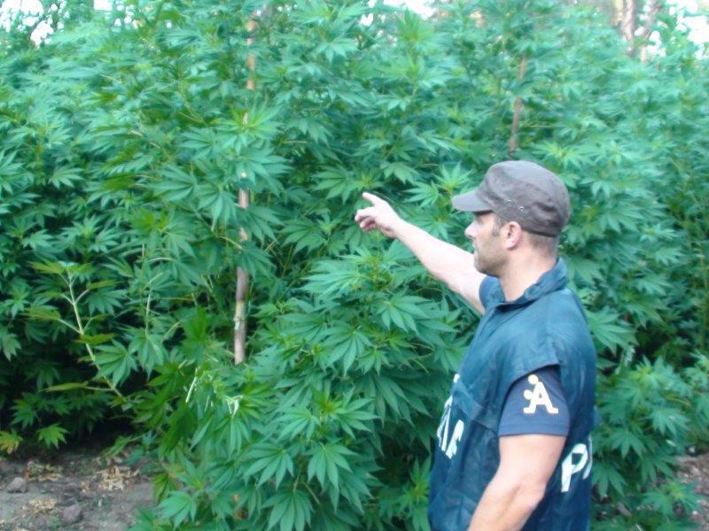Marjiuana in cambio di cocaina: ecco come la Sardegna alimenta il narcotraffico