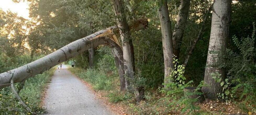 Giù 13 alberi sulle Mura di Lucca: torna l’incubo dei parassiti e del cancro degli olmi