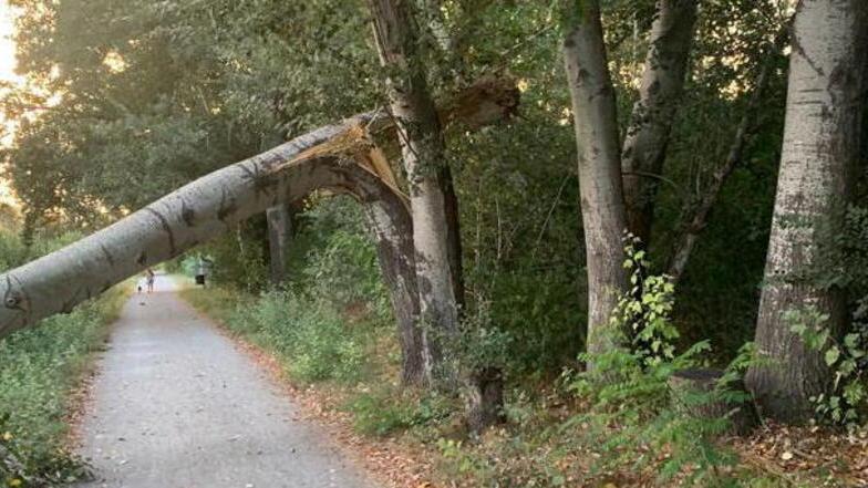 Giù 13 alberi sulle Mura di Lucca: torna l’incubo dei parassiti e del cancro degli olmi