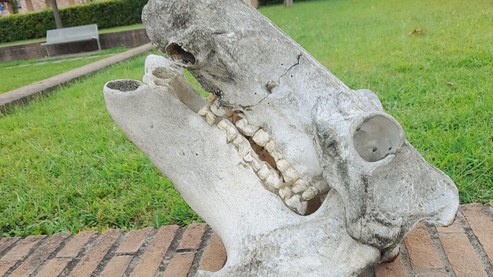 Mistero a Lucca: trovato un teschio di animale tra le siepi di un giardino