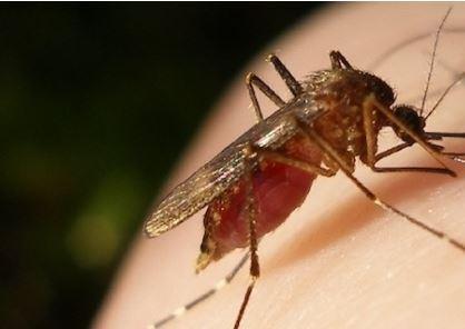 «West Nile, tutelare gli anziani negli ospedali e case di riposo»