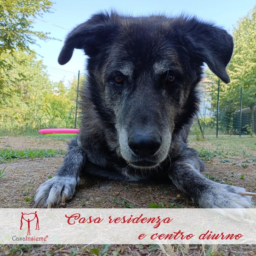 Willi, il cane tanto amato dagli anziani di Casa Insieme di Bagnolo