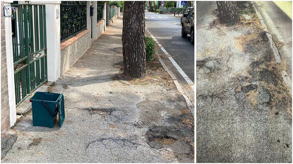 Il marciapiede dissestato dalle radici degli alberi di via Terracini a Rosignano Solvay e a destra, in uno scatto di un anno fa, il punto del marciapiede dove è caduta la signora Gargani