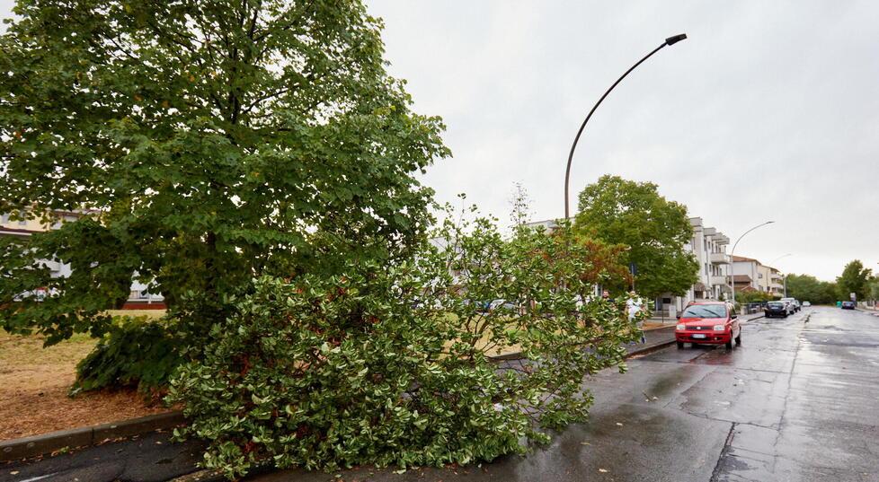 Nella foto di Autovino uno dei tanti alberi caduti durante la tempesta di vento