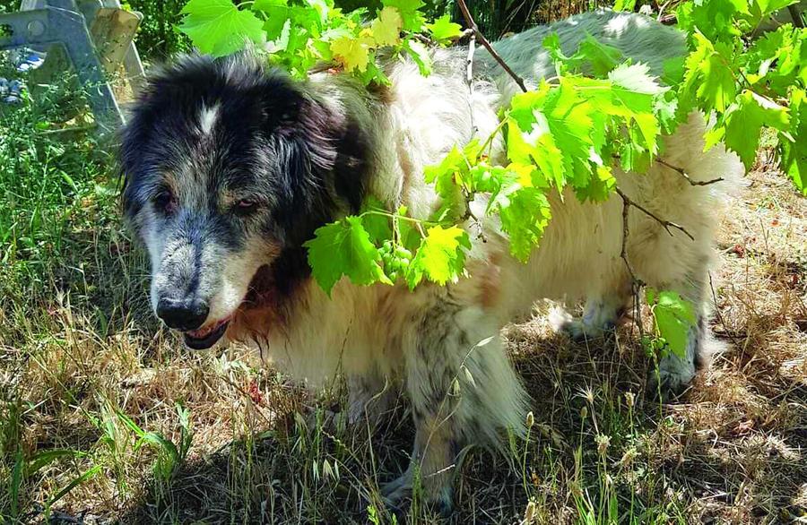 Dog Village, la chance degli ultimi: qui una carezza vale molto di più
