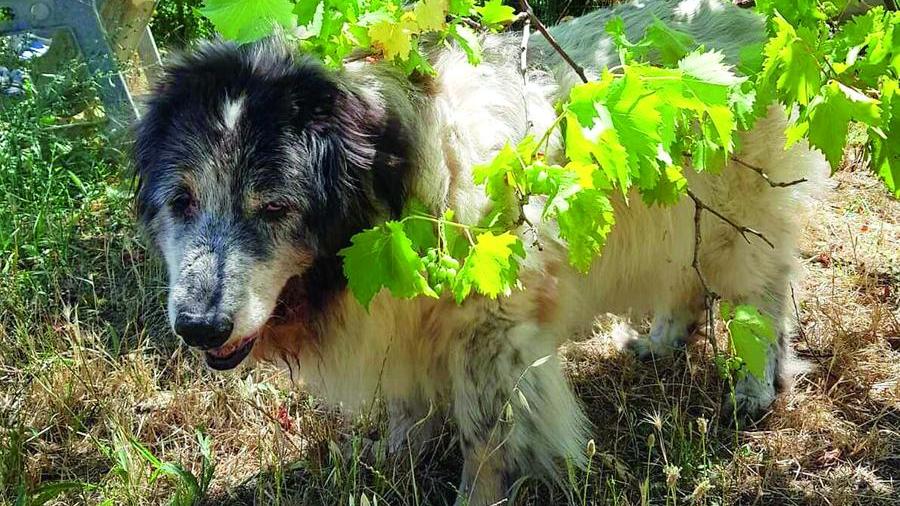 Dog Village, la chance degli ultimi: qui una carezza vale molto di più