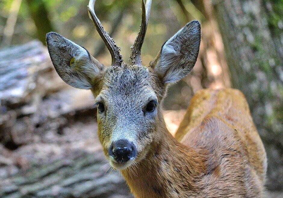 Modenese a Riccione caricata e ferita da un capriolo mentre è a passeggio
