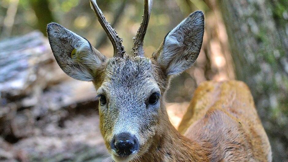Modenese a Riccione caricata e ferita da un capriolo mentre è a passeggio