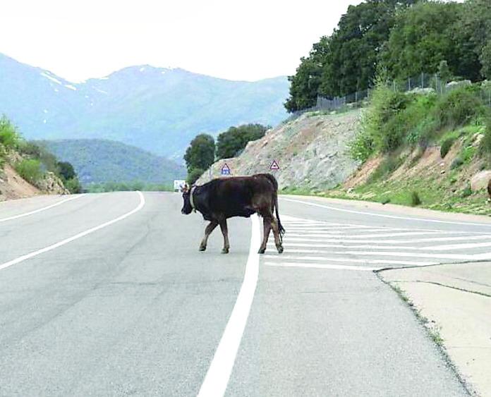 Animali vaganti, a Bolotana scatta il sequestro 