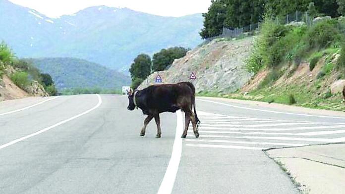 Animali vaganti, a Bolotana scatta il sequestro