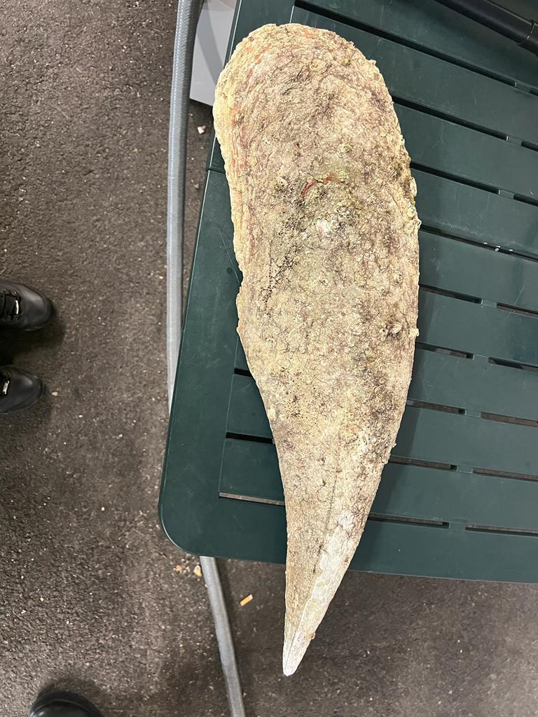 
	La nacchera sequestrata ai turisti in partenza per Livorno

