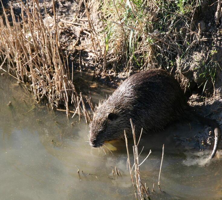Nonantola e Bomporto «Il “piano” anti-nutrie La Regione è pronta a scendere in campo» 