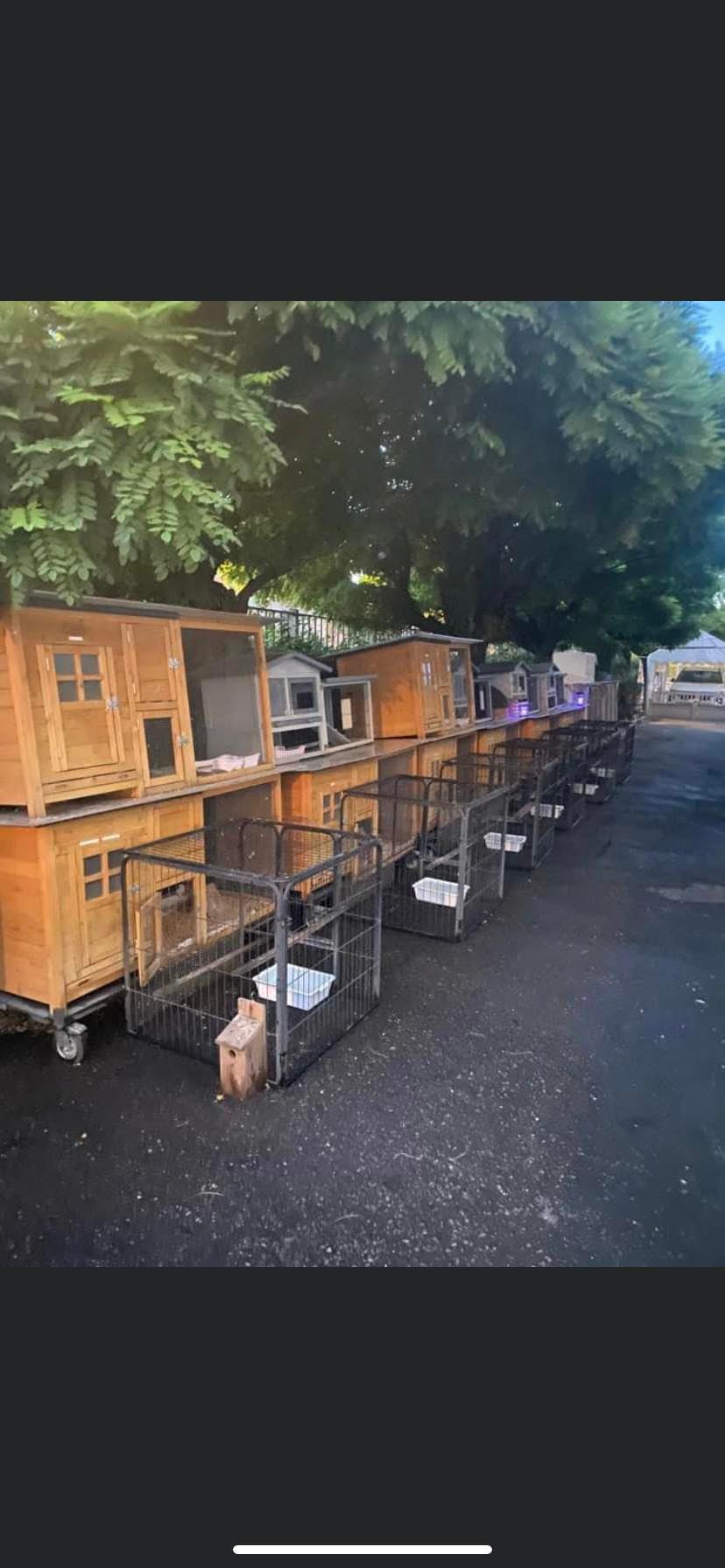 La volontaria dei piccioni smette e ora vuole aiutare l’Enpa con le sue gabbie