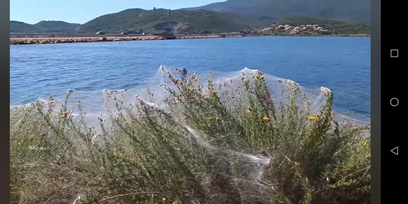 Orbetello, dopo i moscerini arrivano i ragni. La laguna è intrappolata dalle tele