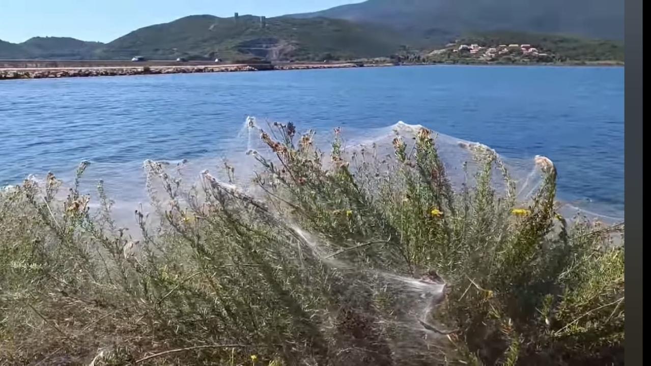 Orbetello, dopo i moscerini arrivano i ragni. La laguna è intrappolata dalle tele
