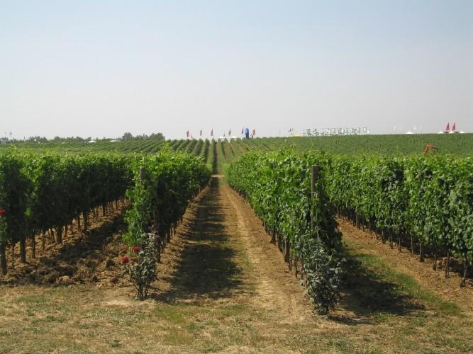 Vendemmia al via tra sette giorni: «Vino al top, ma resa giù del 20%»