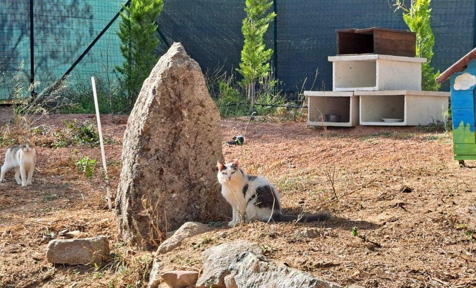 Tortolì, “AperiMiao” nella colonia felina 