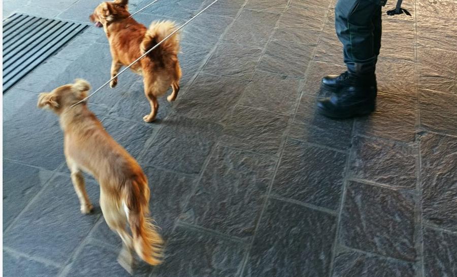 Modena, se ne vanno in ferie e lasciano i cani sul balcone: animali sequestrati e coppia denunciata