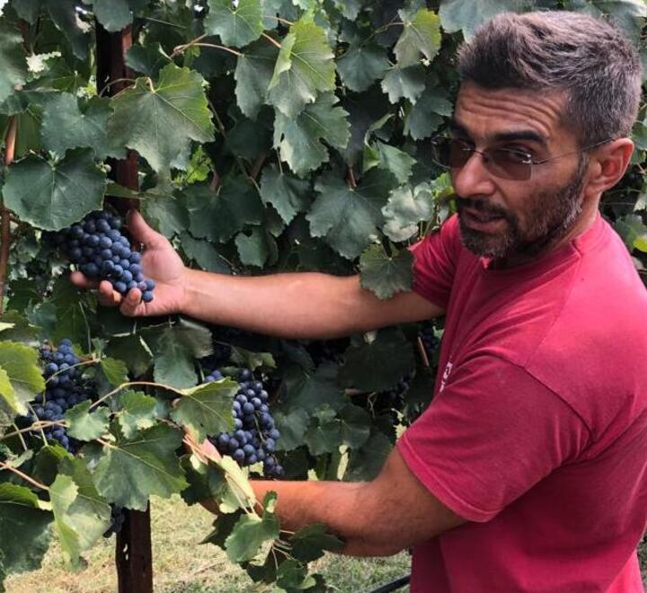 Modena Lambrusco, si parte con la vendemmia La poca pioggia e il rebus sull’uva