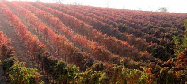 Il Grasparossa si aggrappa alla storia «Le piante più vecchie reggono meglio»