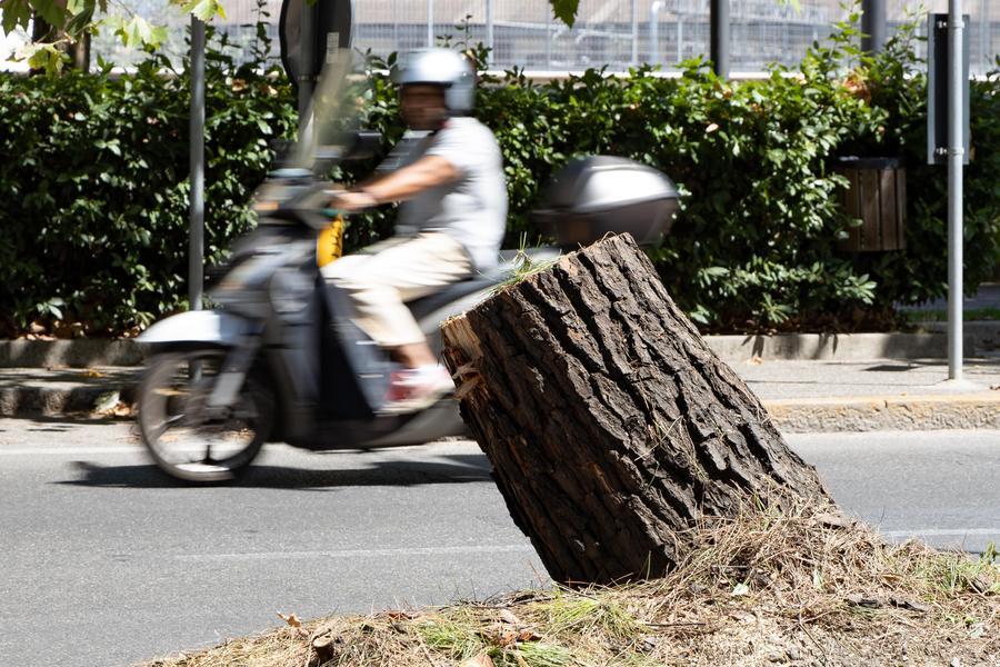 Viale Redi, giù i primi sei pini: i comitati annunciano un esposto 