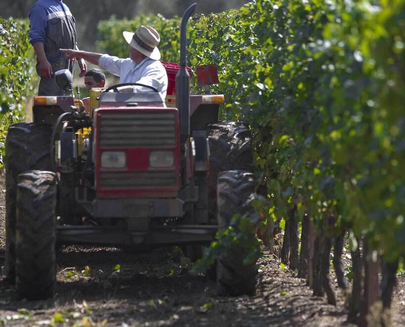 Comincia la vendemmia nell’isola: anno record per qualità e quantità