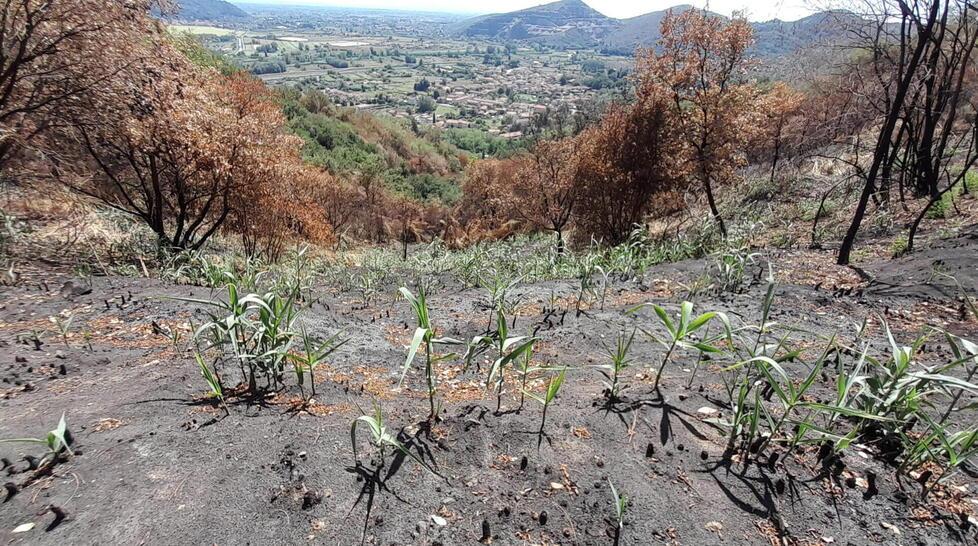 Tra terra, cenere e alberi morti a strapiombo sulle case abitate: il rischio-frane a Filettole