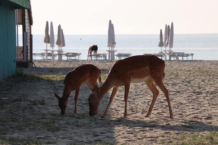 Daini in spiaggia a Lido Volano
