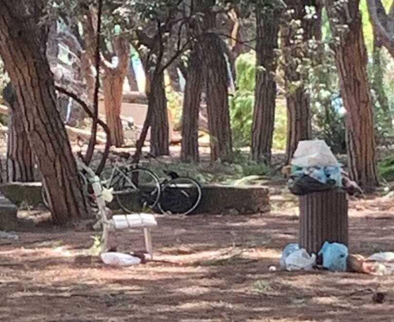 Task force per gli alberi: «Saranno ripiantati tutti»