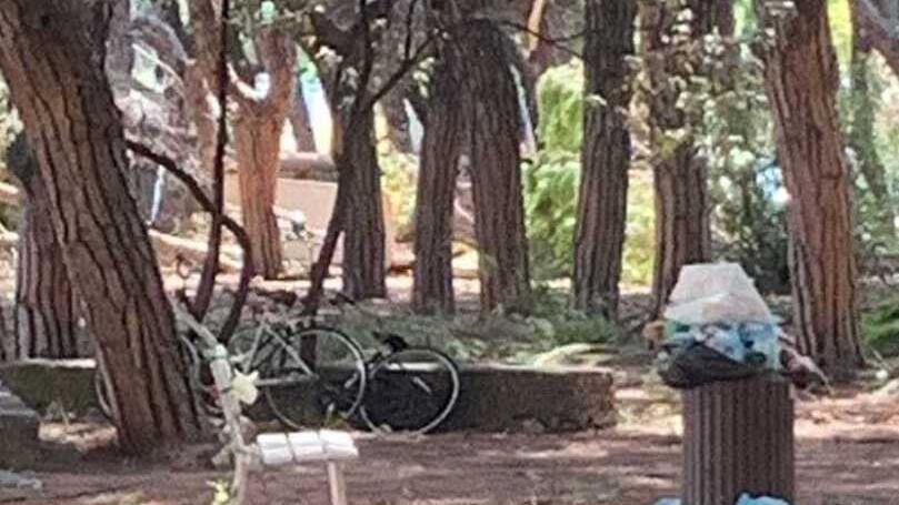 Task force per gli alberi: «Saranno ripiantati tutti»