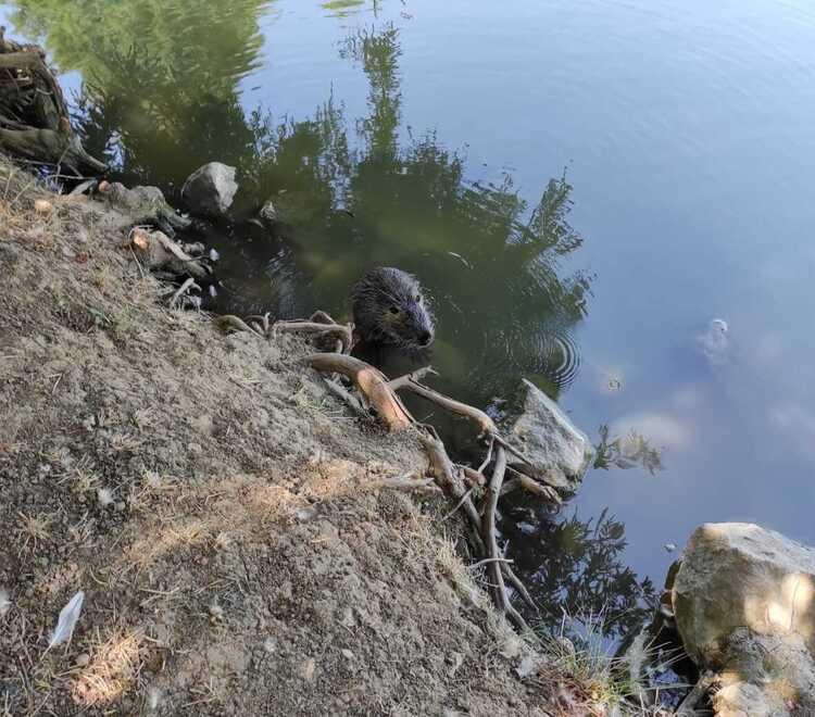 Castelnuovo. Rifiuti e nutrie nel lago al parco Rio Gamberi «Degrado inaccettabile» 